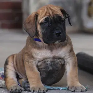 Photo - 1-3 months Male Purebred Boerboel