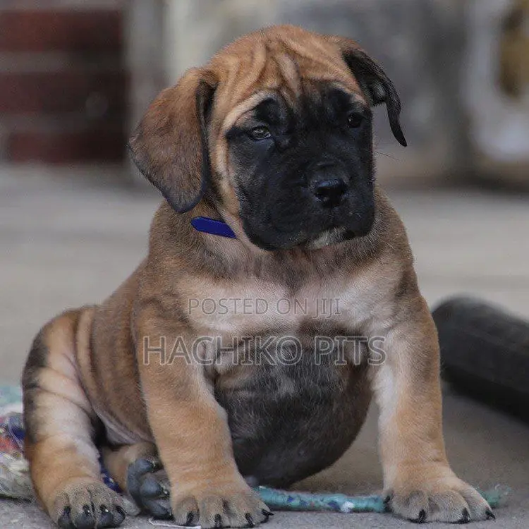 1-3 months Male Purebred Boerboel