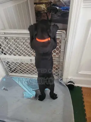 Photo - 1-3 months Male Purebred Boerboel