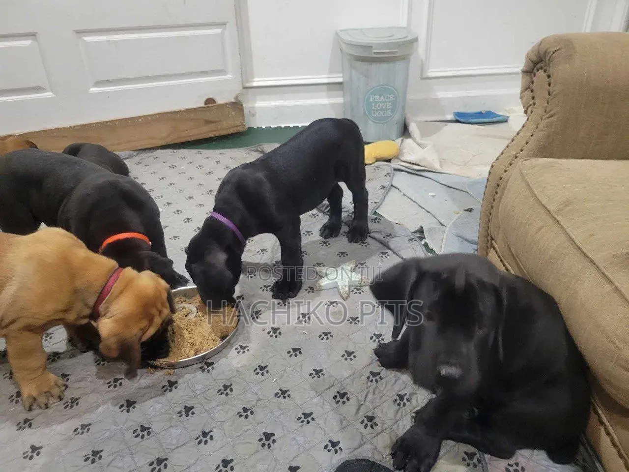 1-3 months Male Purebred Boerboel