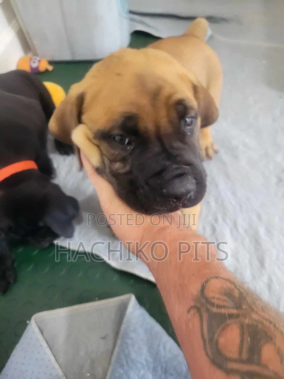 1-3 months Female Purebred Boerboel