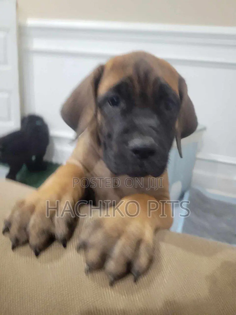 1-3 months Male Purebred Boerboel