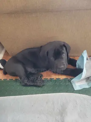 Photo - 1-3 months Male Purebred Boerboel