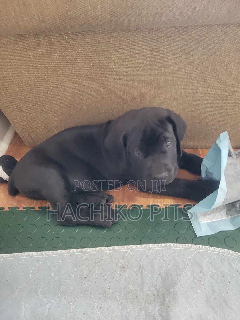 1-3 months Male Purebred Boerboel