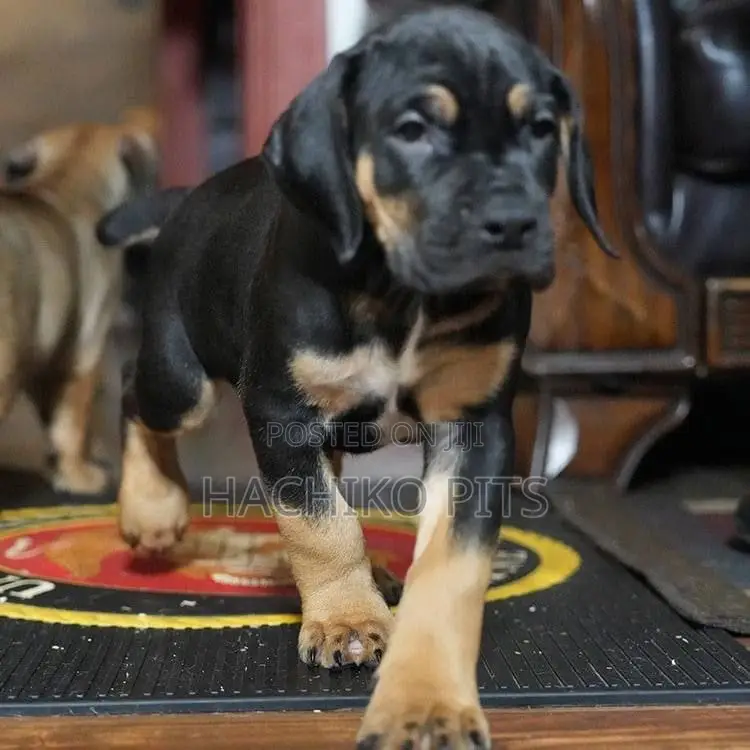 1-3 months Male Purebred Boerboel