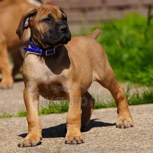 Photo - 1-3 months Male Purebred Boerboel