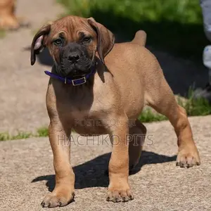 Photo - 1-3 months Male Purebred Boerboel