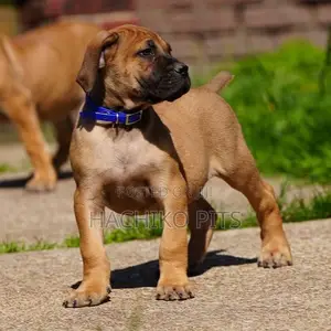 Photo - 1-3 months Male Purebred Boerboel