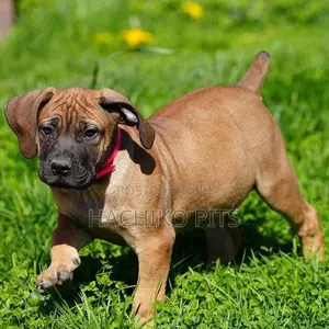Photo - 1-3 months Male Purebred Boerboel