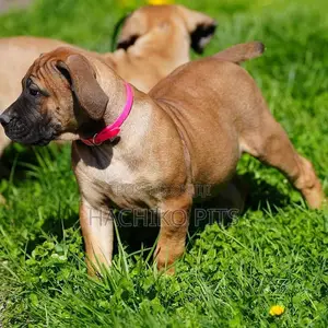 Photo - 1-3 months Male Purebred Boerboel