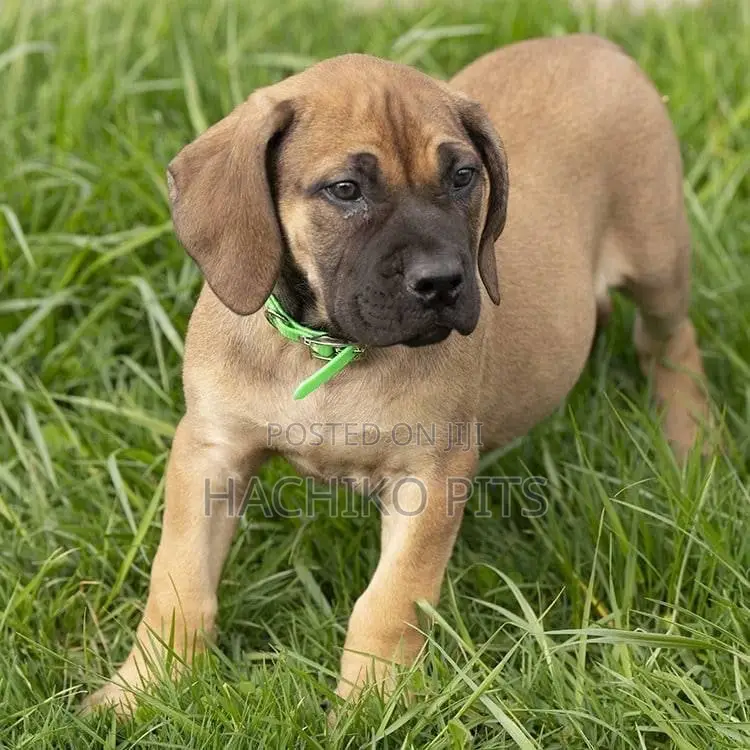 1-3 months Male Purebred Boerboel