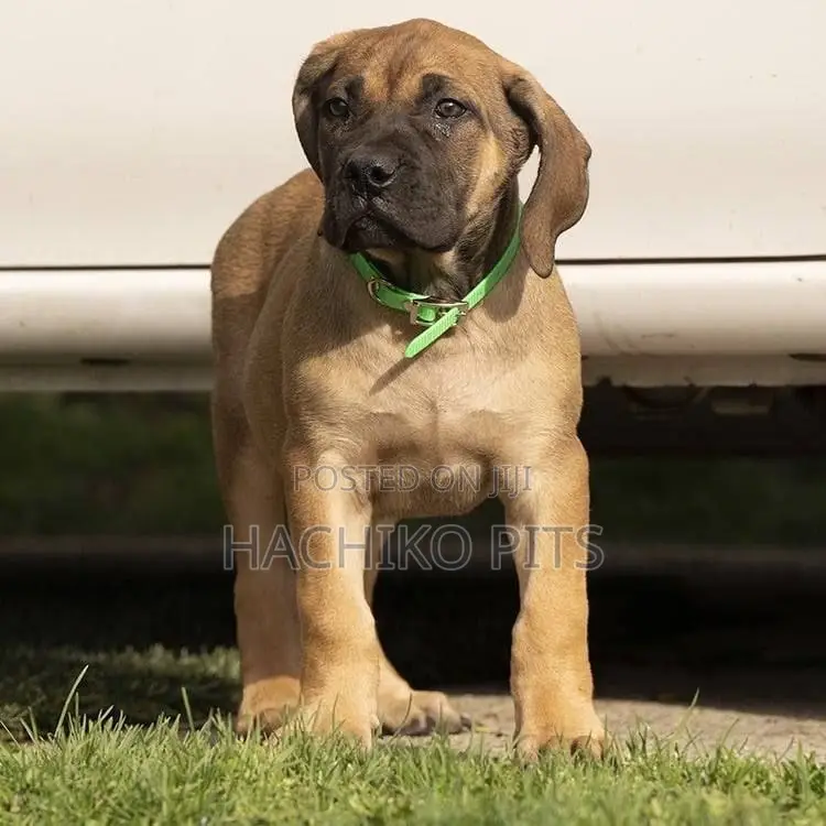 1-3 months Male Purebred Boerboel