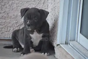 Photo - 1-3 months Male Purebred Boerboel
