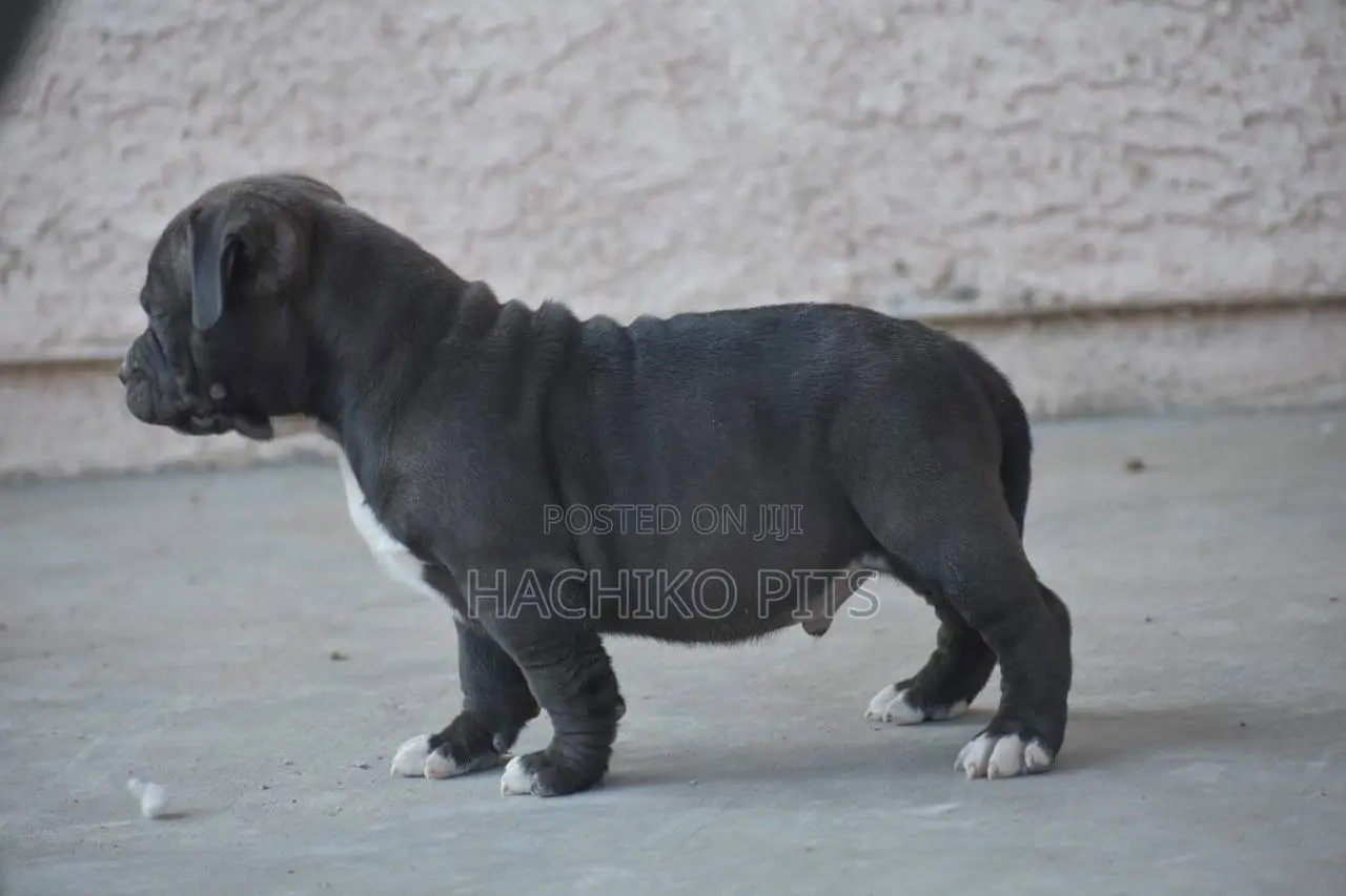 1-3 months Male Purebred Boerboel