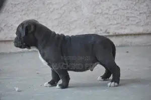 Photo - 1-3 months Male Purebred Boerboel