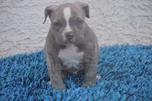 Photo - 1-3 months Male Purebred Boerboel