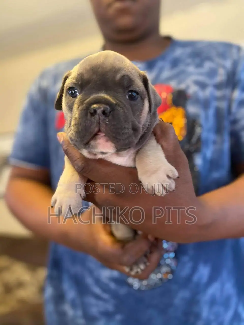 1-3 months Male Purebred American Bully