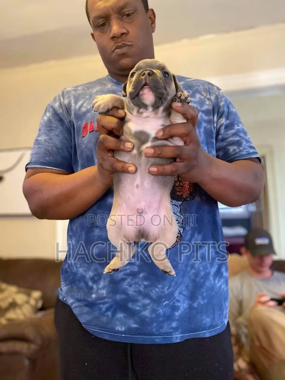 1-3 months Female Purebred Boerboel