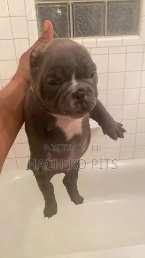 Photo - 1-3 months Male Purebred American Bully