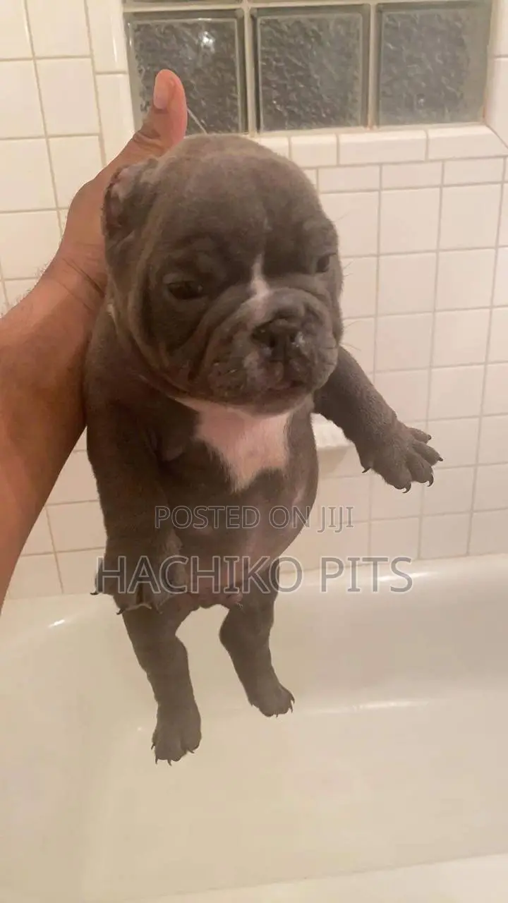 1-3 months Male Purebred American Bully