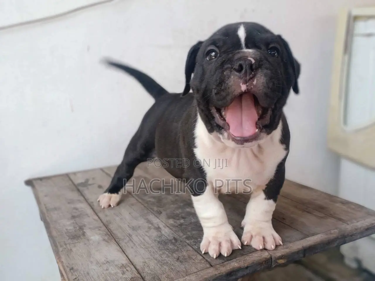 1-3 months Male Purebred American Pit Bull Terrier