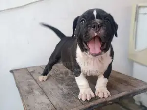 Photo - 1-3 months Male Purebred American Pit Bull Terrier