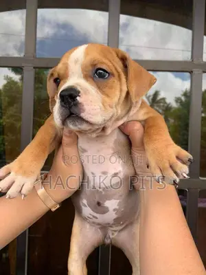 Photo - 1-3 months Female Purebred Boerboel