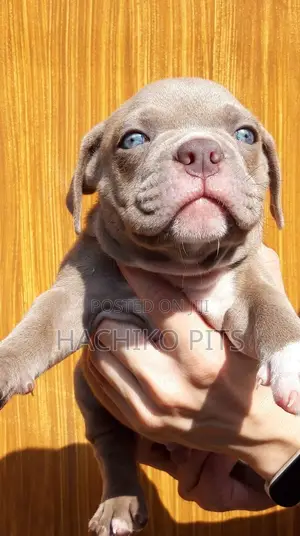 Photo - 1-3 months Male Purebred Boerboel