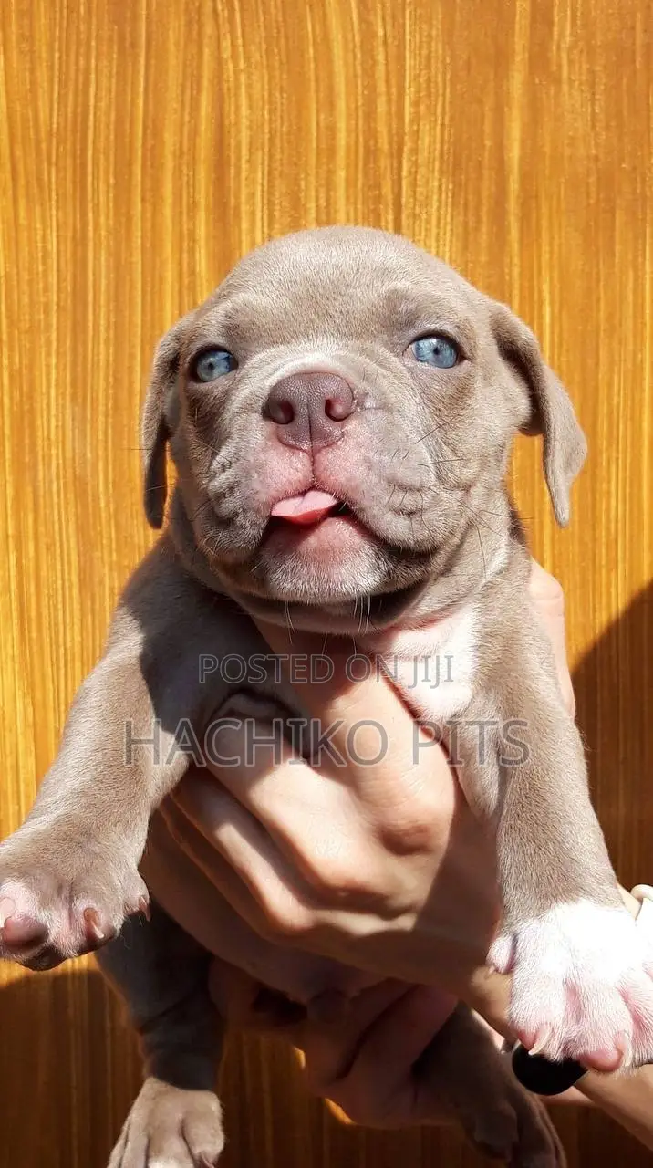 1-3 months Male Purebred Boerboel