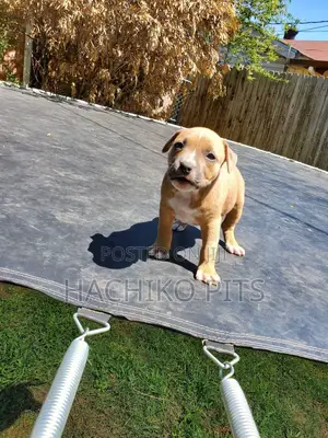 Photo - 1-3 months Male Purebred Boerboel