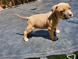 1-3 months Male Purebred Boerboel