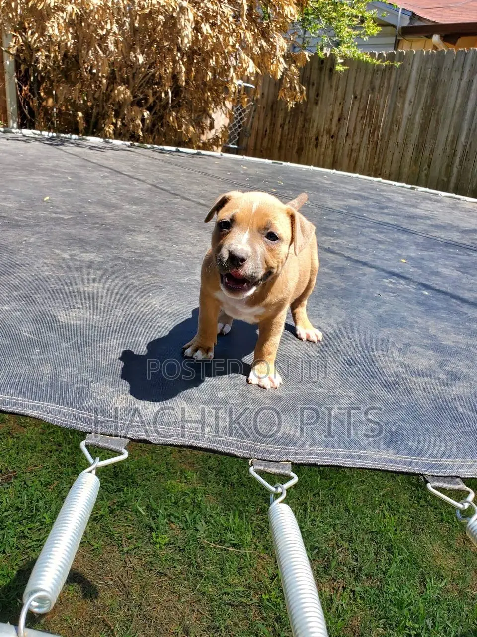1-3 months Male Purebred Boerboel