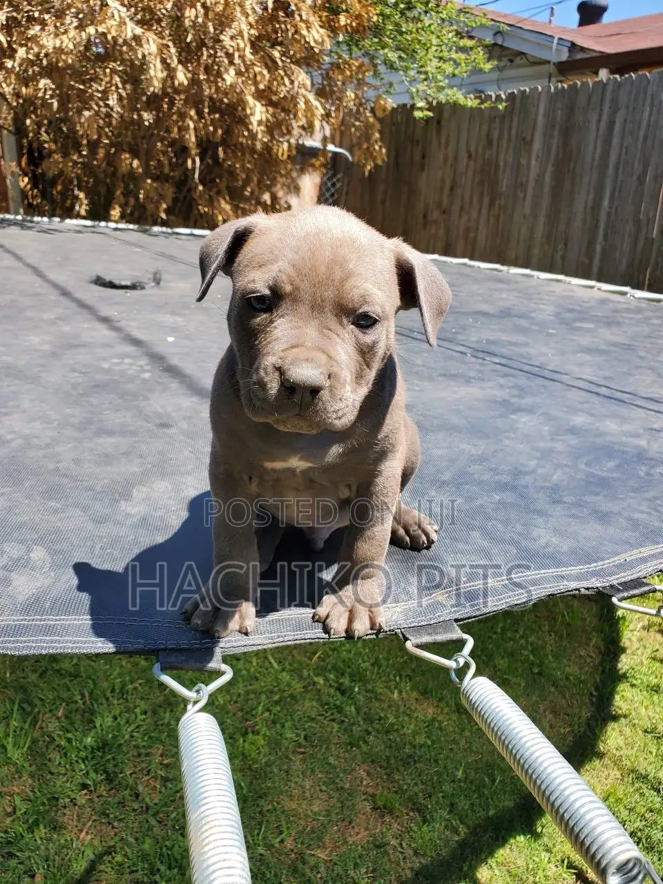 1-3 months Male Purebred Boerboel