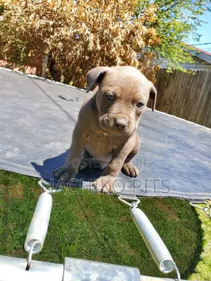 1-3 months Male Purebred Boerboel
