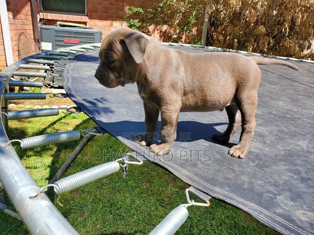 1-3 months Male Purebred Boerboel