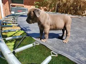 Photo - 1-3 months Male Purebred Boerboel