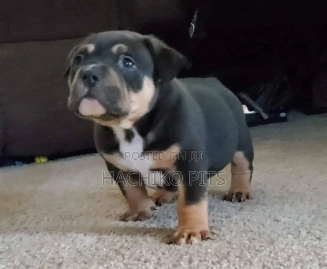 1-3 months Male Purebred Boerboel