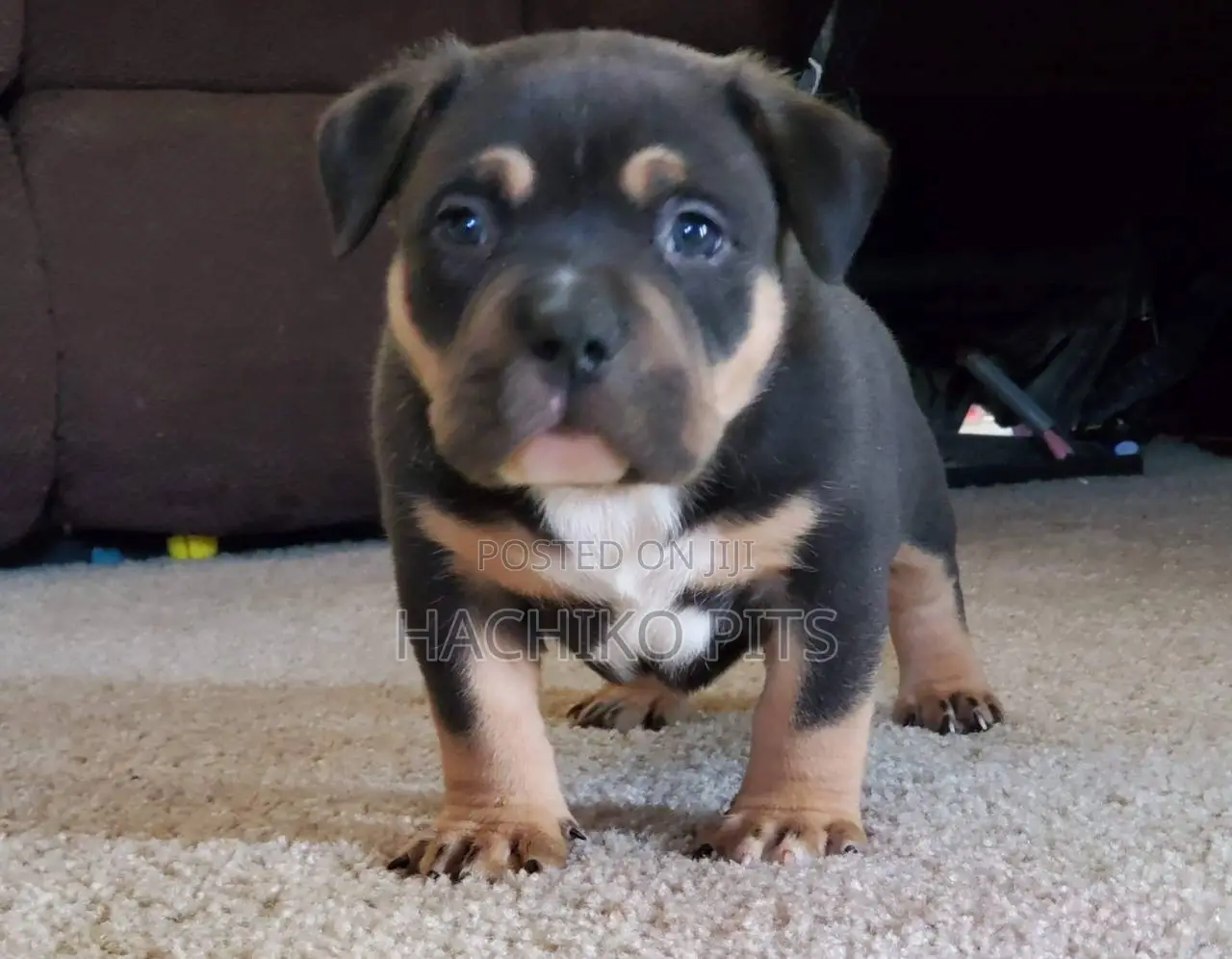 1-3 months Female Purebred Boerboel