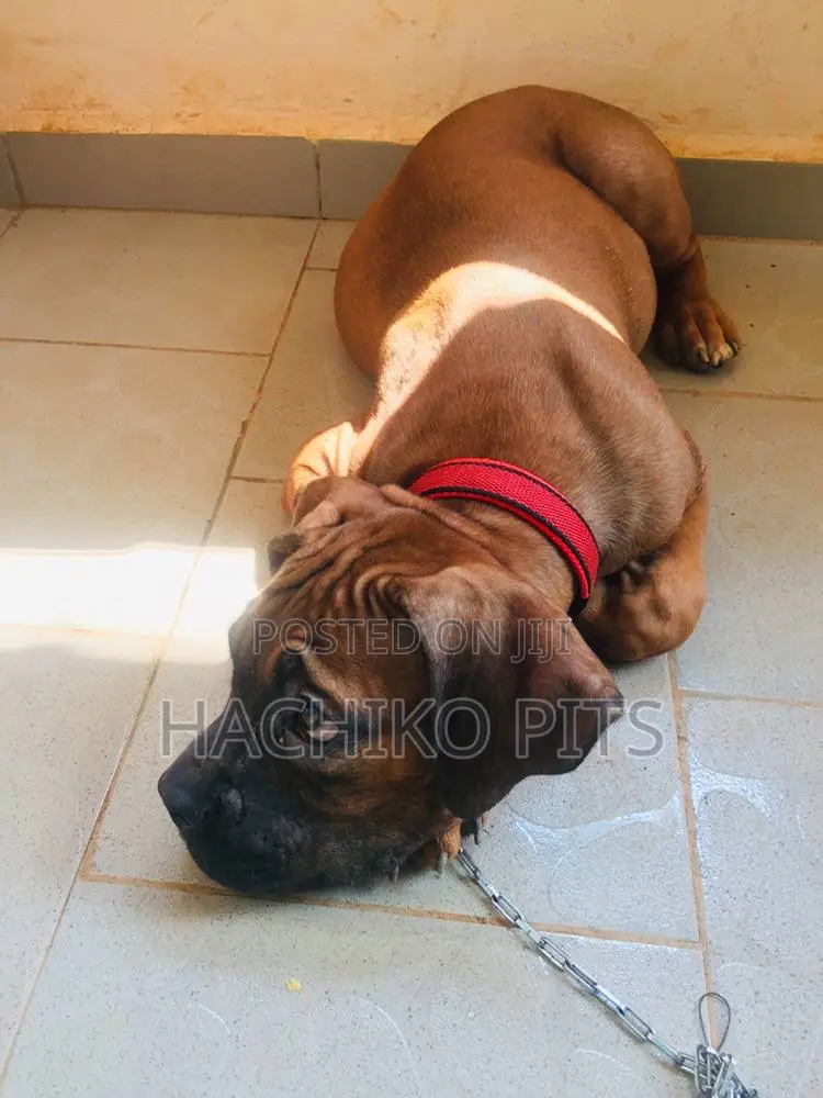 1-3 months Male Purebred Boerboel