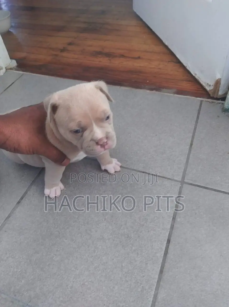 1-3 months Male Purebred American Bully