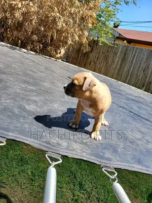 Photo - 1-3 months Male Purebred American Pit Bull Terrier
