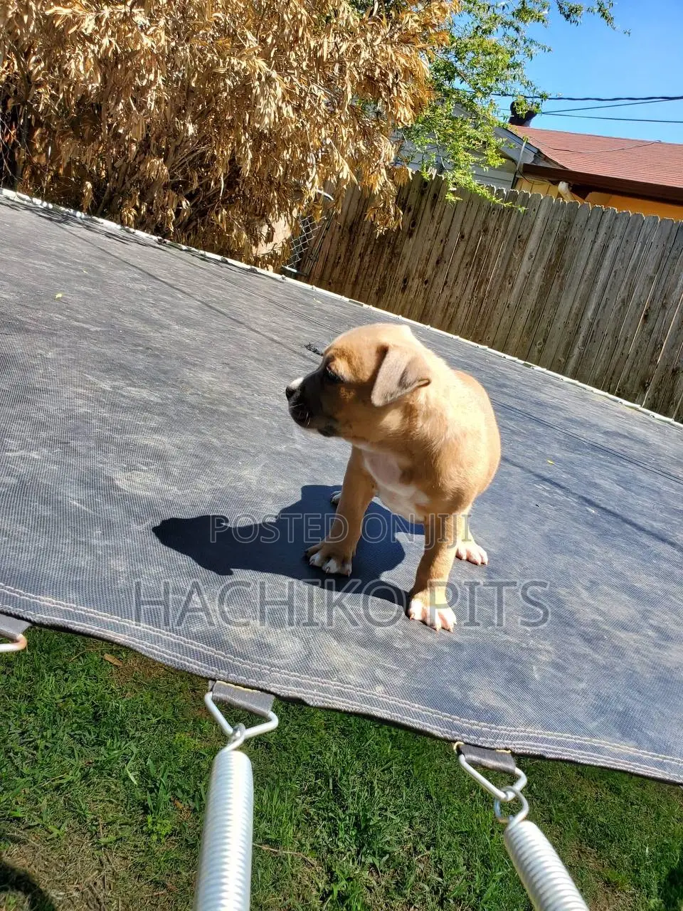 1-3 months Male Purebred American Pit Bull Terrier