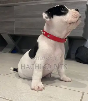 Photo - 1-3 months Male Purebred American Bully
