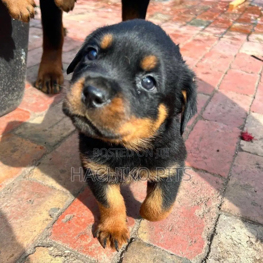 1-3 months Male Purebred Rottweiler
