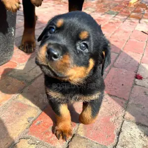 Photo - 1-3 months Male Purebred Rottweiler