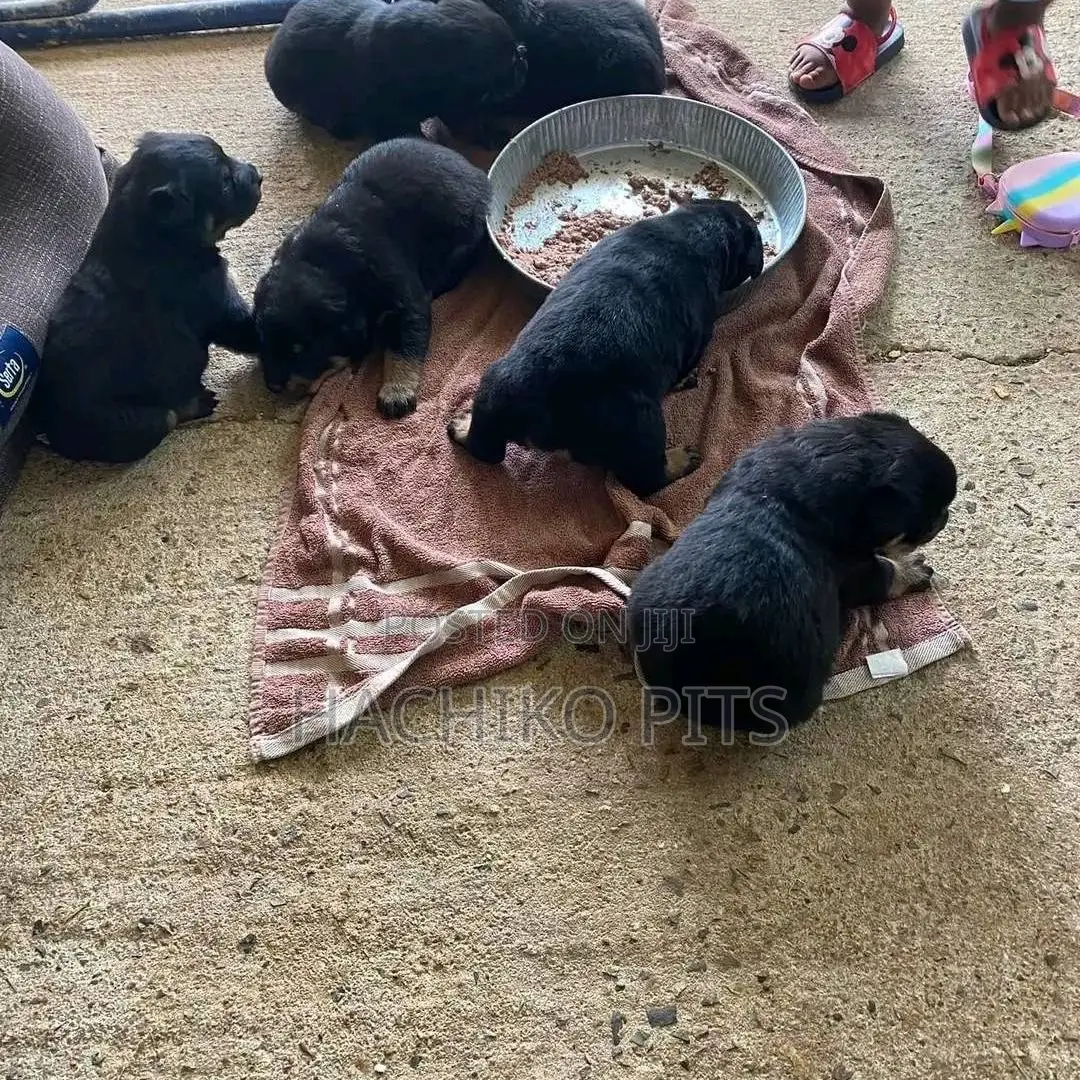 1-3 months Male Purebred Rottweiler