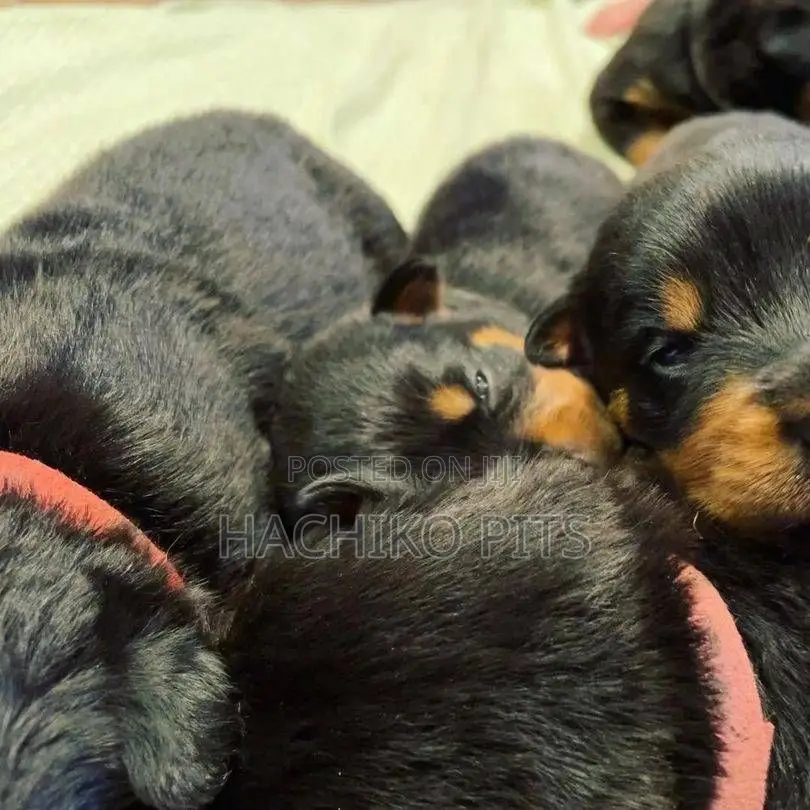 1-3 months Male Purebred Rottweiler