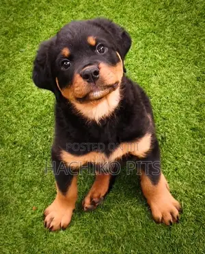 Photo - 1-3 months Male Purebred Rottweiler