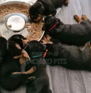 Photo - 1-3 months Male Purebred Rottweiler