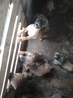 Photo - 1-3 months Male Purebred Boerboel